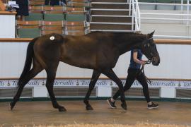 TC April Lot 40 In Ring Tattersalls Cheltenham