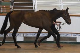 TC April Lot 41 In Ring Tattersalls Cheltenham