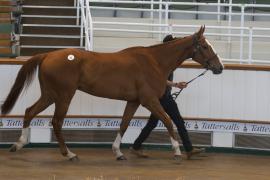 TC April Lot 42 In Ring Tattersalls Cheltenham