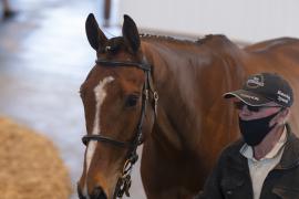 TC April Lot 43 Head Tattersalls Cheltenham