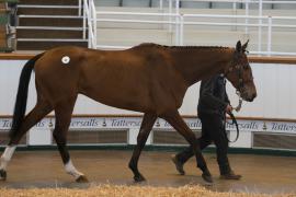 TC April Lot 43 In Ring Tattersalls Cheltenham